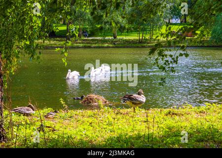 St James`s Park ist ein 23 Hektar großer Park in der City of Westminster, im Zentrum von London. Der Park hat einen kleinen See, St James`s Park Lake, mit zwei Inseln, Stockfoto